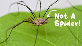 Daddy Long Legs Are Not Spiders Spiders vs Opiliones [upl. by Niwre]