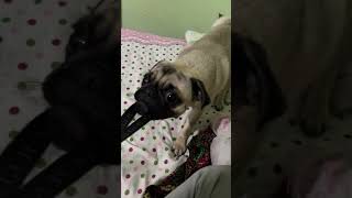 Puntu vs me funnydogs pug pugglelife puggle pets pugglemom puppy pugged [upl. by Birk]