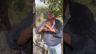 Il frutto che rende tutto più buono olive olio tradizioni sicilia sicily cibodoc [upl. by Trista416]