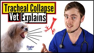 Tracheal Collapse In Dogs  How To Know If Your Dog Has A Collapsed Trachea  Dogtor Pete [upl. by Mayhs]