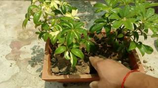 Schefflera Plant  How to Grow and Care Schefflera Plant  Budget Gardening  Hindi [upl. by Annahsit740]