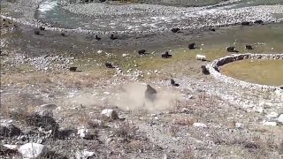 Dolpo tinje yak fighting [upl. by Blockus]