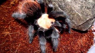 Brachypelma albiceps vs Cockroach [upl. by Eentirb]