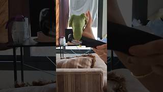 THIS PARROT TRYING TO GET THE BATTERY FROM A REMOTE CONTROL😀 parrot birds [upl. by Westphal]