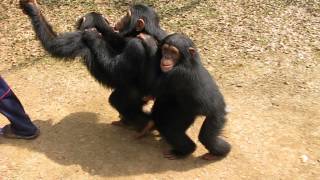 Chimp Conga Line [upl. by Rimma215]