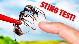 STUNG by a Bullet Ant Truth Revealed [upl. by Hardden]