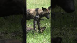 Why Does Your Dog Eat Grass The Surprising Reason Behind It [upl. by Brawley779]