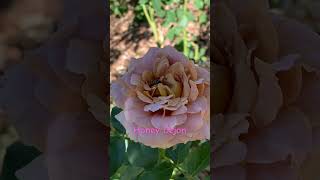 Honey Dejon Weeks rose roses nature garden flowers [upl. by Yeltnarb]