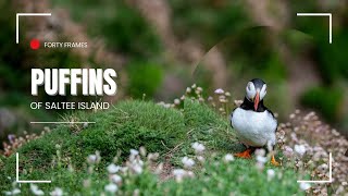 The Puffins of Saltee Island [upl. by Enitsirhc]