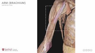 Lumbar Plexus  Structure and Branches  Anatomy Tutorial [upl. by Annawal]