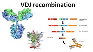 VDJ recombination overview  Generation of antibody diversity  Antibody diversity mechanism  VDJ [upl. by Atiuqrehs]