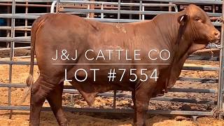 Lot 7554 Beefmaster Bull [upl. by Gabbie]