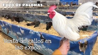 Venta de gallos miniatura o kikirikis en las expos expo de queretaro parte 2 [upl. by Enitsenre]