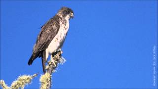 Hawaiian Hawk Call [upl. by Yrrab]