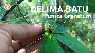 BAHAN BONSAI DELIMA BATU DI ALAM LIAR  PUNICA GRANATUM  blusukanbonsai bonsaiindonesi [upl. by Hankins]