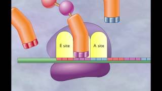 Transcription In Eukaryotes [upl. by Barbra]