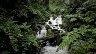 Nyungwe National Park tourist activities [upl. by Irual]