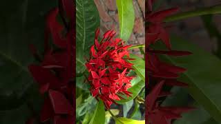 Ixora flower plant ।। Fully bloomed nature floweringplant shortsvideo shorts [upl. by Fem]