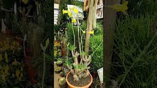 Pachypodium Horombense Plantasdaafrica gardem cactosbrasil [upl. by Frost]