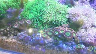 HOW TO DIRECT FEEDING ZOANTHID BAGAIMANA CARA KASIH MAKAN ZOA [upl. by Nayd]