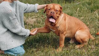 THE DOGUE DE BORDEAUX DOG  Fierce or Friendly [upl. by Eiramanel635]