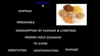 Cargo work  Basic Concepts of Grain loading [upl. by Cutler]