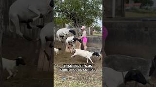 humor fazenda carneiros [upl. by Gelya748]