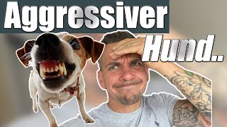 Aggressive Hunde  DAS musst du WISSEN [upl. by Pardo284]