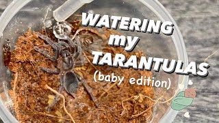 WATERING my BABY TARANTULAS [upl. by Lehte]