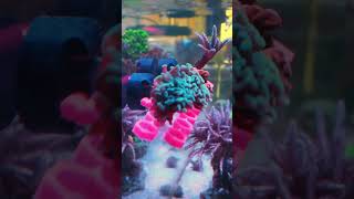 Best Beginners Coral For Reef Tank [upl. by Alahcim]