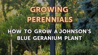 How to Grow a Johnsons Blue Geranium Plant [upl. by Yuzik475]