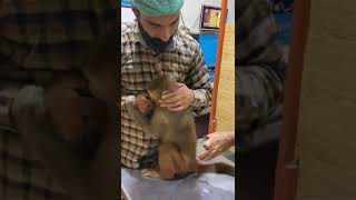 Treatment of Monkey  Dr Muhammad Zubair [upl. by Marden154]