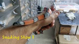 Graystriped graybanded kingsnake Snaking Show 3 [upl. by Ynatterb]