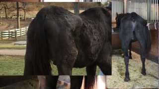 Starved Horse Rehabilitation Diet Feat HARPS rescue quotBearquot [upl. by Sihtam]