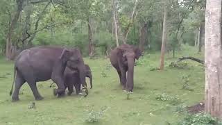 Kavitha Thilipan Wildlife Photographer at Kabini Elephants Safari [upl. by Aikcin678]