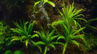 Pogostemon Helferi aquarium plant [upl. by Sky671]