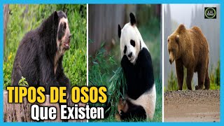 🐻🗺️Tipos de osos 🐻 TODAS las Especies de Osos que EXISTEN 🐻🗺️😱 [upl. by Notsgnik]