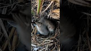 Familiar Chat Nestlings A Day in the Life of These Adorable Babies ytshortsvideo viralshorts [upl. by Atiekram206]