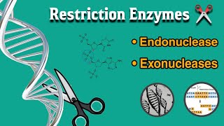 What is restriction enzymes  endonuclease and exonucleases  uses  in Hindi [upl. by Malda]