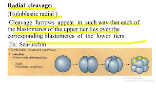 Cleavage holoblastic and meroblastic cleavage types of blastula effect of yolk on cleavage [upl. by Tegdig]