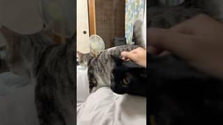 Cute cat videokabaddikimpro828cricket小猫funny猫館 [upl. by Ecnerrat]