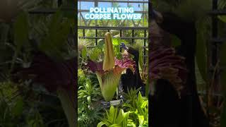 Pollinating Corpse Flower largest flower in the world ￼Blooms once a year for 48 Hours [upl. by Atinit]