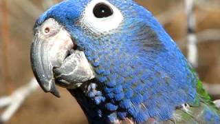 Blue Head Pionus Enjoying Time Outside ©Karla K Larsson [upl. by Ayenat903]