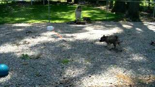 Norwegian Elkhound Puppies at 912 Weeks Old [upl. by Qirat640]