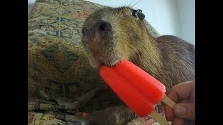 Capybara eating an Ice Pop [upl. by Nosa682]