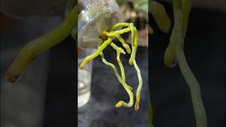 No Watering Needed Tips to Make Orchids Grow Many Roots orchid tips gardening [upl. by Lonnie]