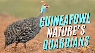 You Wont Believe the Importance of Helmeted Guineafowl in Ecosystems [upl. by Aydne817]