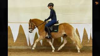 Wellensteyn Haflinger Gestüt Meura [upl. by Rozina]