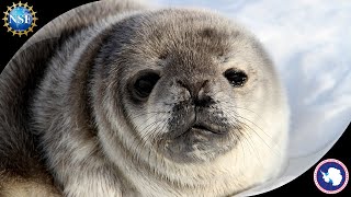 What is special about the Weddell seal  Polar Science [upl. by Lionello]