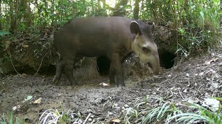 QUE FLAGRANTE Cobra Caninana Caititu acasalando Tatu Galinha Paca Cutia e família de mutum e outros [upl. by Ajet539]